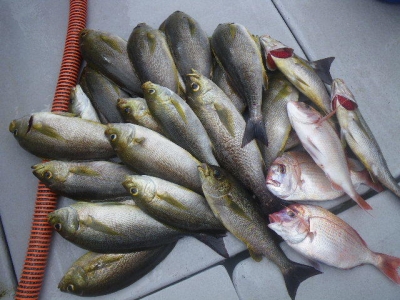 磯部釣船 直栄丸 釣果