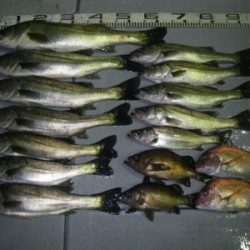 磯部釣船 直栄丸 釣果