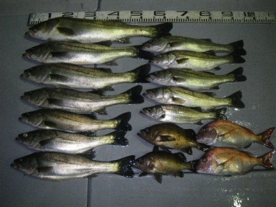 磯部釣船 直栄丸 釣果