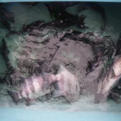 磯部釣船 直栄丸 釣果