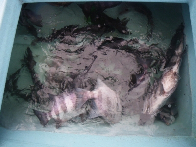 磯部釣船 直栄丸 釣果