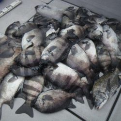 磯部釣船 直栄丸 釣果