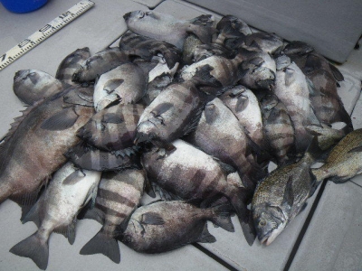 磯部釣船 直栄丸 釣果