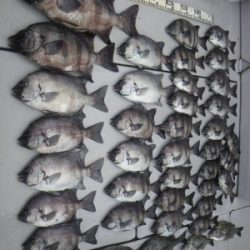 磯部釣船 直栄丸 釣果