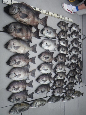 磯部釣船 直栄丸 釣果