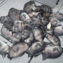 磯部釣船 直栄丸 釣果