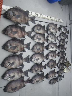 磯部釣船 直栄丸 釣果