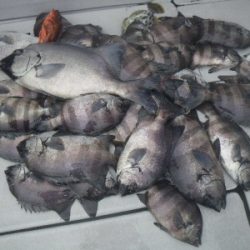 磯部釣船 直栄丸 釣果