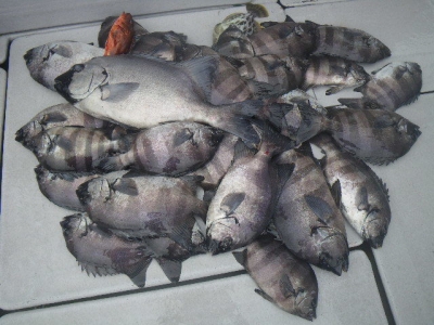 磯部釣船 直栄丸 釣果