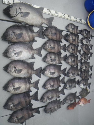 磯部釣船 直栄丸 釣果