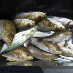 磯部釣船 直栄丸 釣果