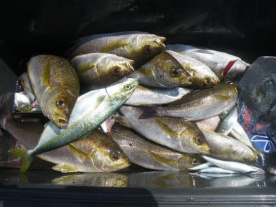 磯部釣船 直栄丸 釣果