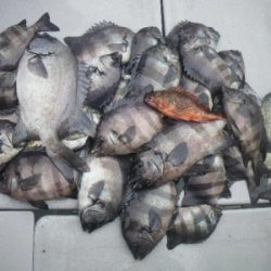 磯部釣船 直栄丸 釣果