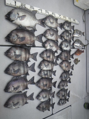 磯部釣船 直栄丸 釣果