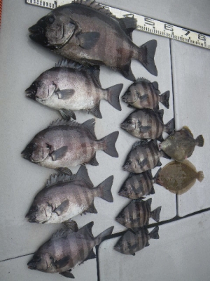 磯部釣船 直栄丸 釣果