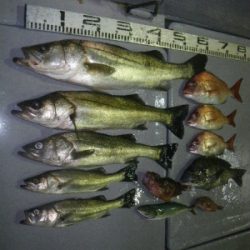 磯部釣船 直栄丸 釣果