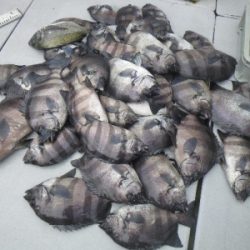 磯部釣船 直栄丸 釣果