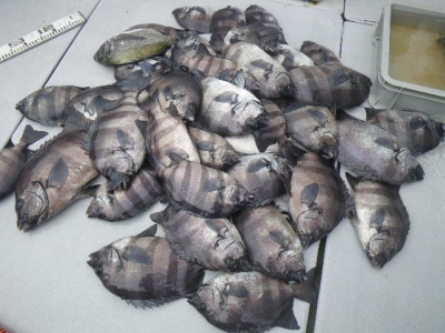 磯部釣船 直栄丸 釣果