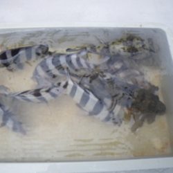 磯部釣船 直栄丸 釣果