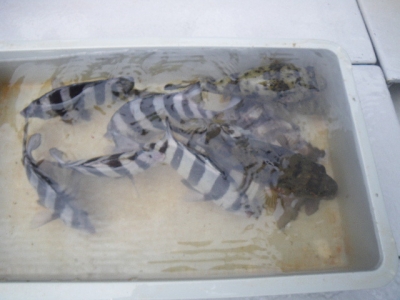 磯部釣船 直栄丸 釣果