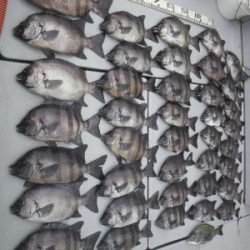 磯部釣船 直栄丸 釣果