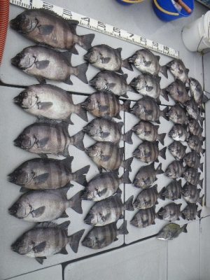 磯部釣船 直栄丸 釣果