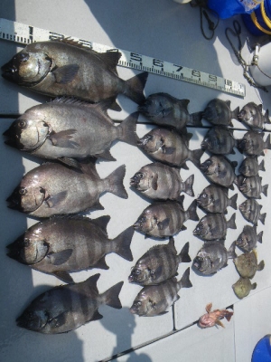 磯部釣船 直栄丸 釣果