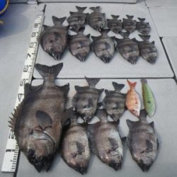 磯部釣船 直栄丸 釣果