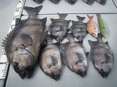 磯部釣船 直栄丸 釣果