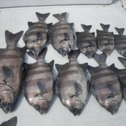 磯部釣船 直栄丸 釣果