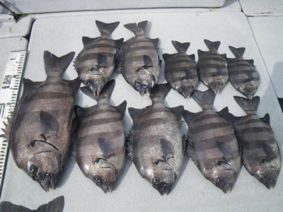 磯部釣船 直栄丸 釣果