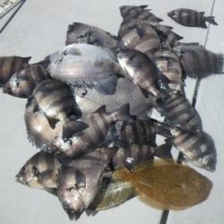 磯部釣船 直栄丸 釣果