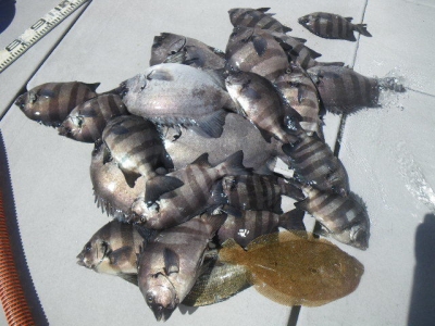 磯部釣船 直栄丸 釣果