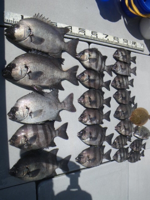 磯部釣船 直栄丸 釣果