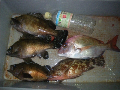 磯部釣船 直栄丸 釣果