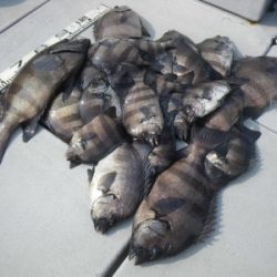 磯部釣船 直栄丸 釣果