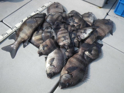 磯部釣船 直栄丸 釣果