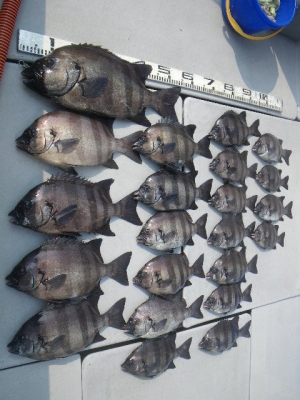 磯部釣船 直栄丸 釣果