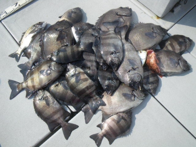 磯部釣船 直栄丸 釣果