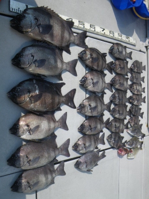 磯部釣船 直栄丸 釣果