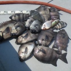 磯部釣船 直栄丸 釣果