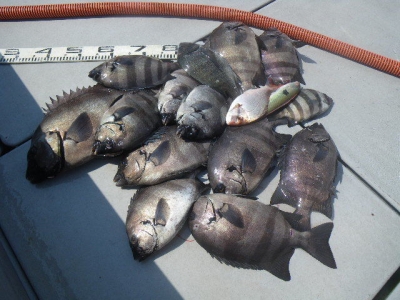 磯部釣船 直栄丸 釣果