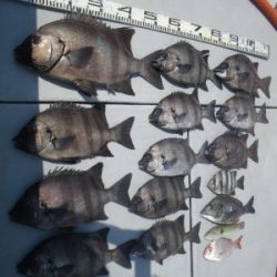 磯部釣船 直栄丸 釣果