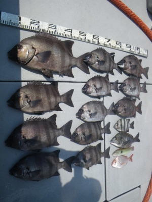 磯部釣船 直栄丸 釣果