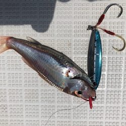 星隆丸 釣果