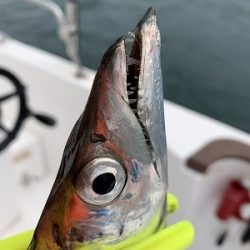 フィシングボートAir(エアー) 釣果