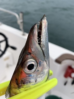 フィシングボートAir(エアー) 釣果