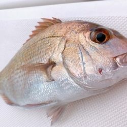 フィシングボートAir(エアー) 釣果