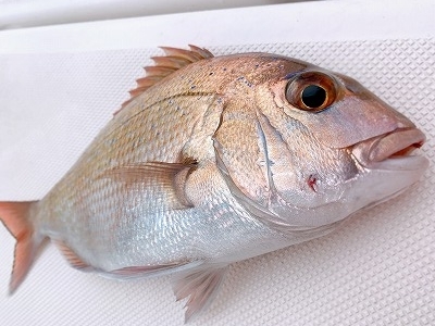 フィシングボートAir(エアー) 釣果