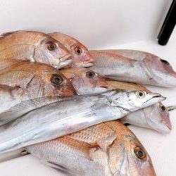 フィシングボートAir(エアー) 釣果